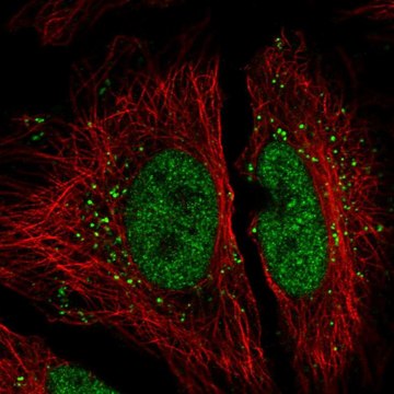 Anti-FAM192A antibody produced in rabbit Prestige Antibodies&#174; Powered by Atlas Antibodies, affinity isolated antibody