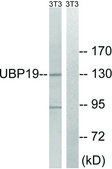 Anti-USP19 antibody produced in rabbit affinity isolated antibody