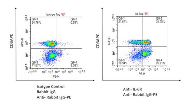 Anti-IL-6R Antibody, clone 1D19 ZooMAb&#174; Rabbit Monoclonal recombinant, expressed in HEK 293 cells