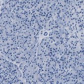 Anti-IMPG2 antibody produced in rabbit Prestige Antibodies® Powered by Atlas Antibodies, affinity isolated antibody