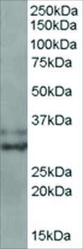 Anti-LIVIN/BIRC7 antibody produced in goat affinity isolated antibody, buffered aqueous solution