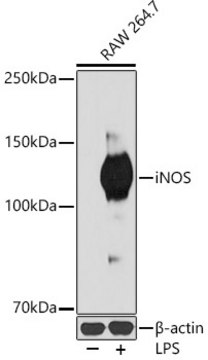 Anti-iNOS Antibody, clone 3L0U6, Rabbit Monoclonal