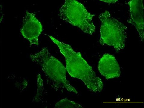 Monoclonal Anti-PLCG1 antibody produced in mouse clone 2A2, purified immunoglobulin, buffered aqueous solution