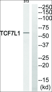 Anti-TCF7L1 antibody produced in rabbit affinity isolated antibody