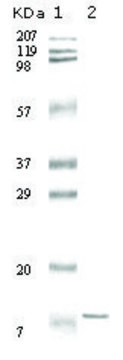 Monoclonal Anti-IL6 antibody produced in mouse clone 6D9A1, ascites fluid