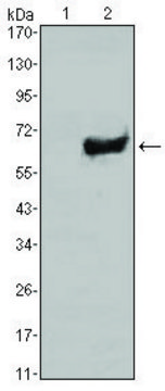 Monoclonal Anti-SOX2 antibody produced in mouse clone 10F10, ascites fluid