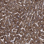 Anti-COG5 antibody produced in rabbit Prestige Antibodies® Powered by Atlas Antibodies, affinity isolated antibody, buffered aqueous glycerol solution