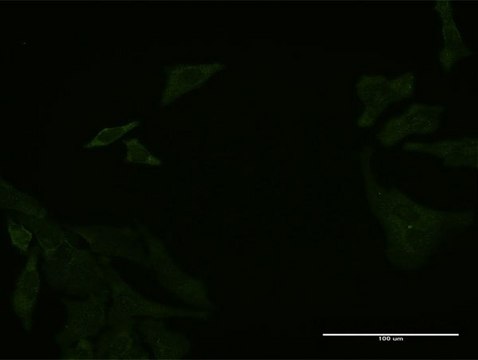 Monoclonal Anti-DCBLD2 antibody produced in mouse clone 3G10, purified immunoglobulin, buffered aqueous solution