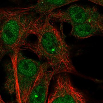 Anti-TMEM169 antibody produced in rabbit Prestige Antibodies&#174; Powered by Atlas Antibodies, affinity isolated antibody