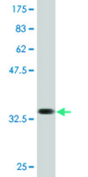 Monoclonal Anti-SLC36A2, (N-terminal) antibody produced in mouse clone 2B7, purified immunoglobulin, buffered aqueous solution