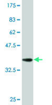 Monoclonal Anti-DIABLO antibody produced in mouse clone 4F9, purified immunoglobulin, buffered aqueous solution