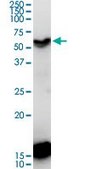 Monoclonal Anti-CDC20B antibody produced in mouse clone 2F2, purified immunoglobulin, buffered aqueous solution