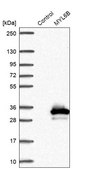 Anti-MYL6B antibody produced in rabbit Prestige Antibodies® Powered by Atlas Antibodies, affinity isolated antibody, buffered aqueous glycerol solution