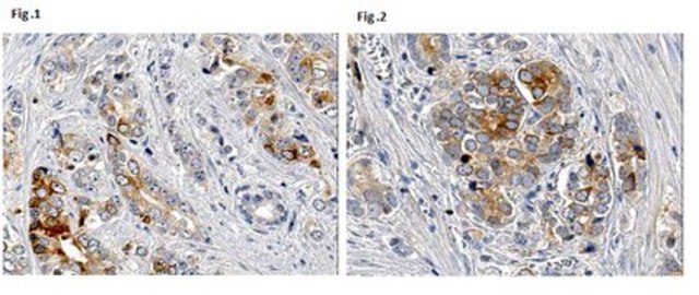 Anti-VEGF 165b Antibody, clone 56/1 clone 56/1, 1&#160;mg/mL, from mouse