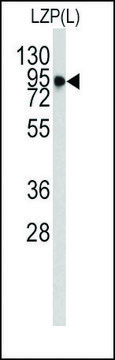 Monoclonal Anti-OIT3(L) antibody produced in mouse IgG fraction of antiserum, buffered aqueous solution