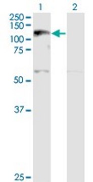 Monoclonal Anti-XPO5 antibody produced in mouse clone 2C5-1B3, ascites fluid