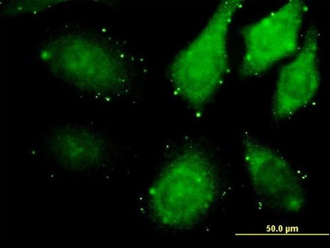 Monoclonal Anti-ZAK antibody produced in mouse clone 3D11, purified immunoglobulin, buffered aqueous solution