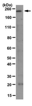 Anti-Stabilin-2 Antibody, clone mAb-174 clone mAb-174, from mouse