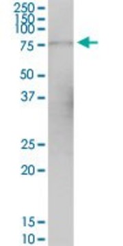 Anti-GPSM1 antibody produced in mouse purified immunoglobulin, buffered aqueous solution