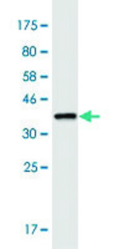 Monoclonal Anti-LRRC8A antibody produced in mouse clone 8H9, purified immunoglobulin