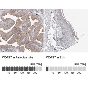 Anti-WDR77 antibody produced in rabbit Prestige Antibodies&#174; Powered by Atlas Antibodies, affinity isolated antibody, buffered aqueous glycerol solution, ab2