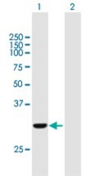 Anti-COASY antibody produced in mouse purified immunoglobulin, buffered aqueous solution