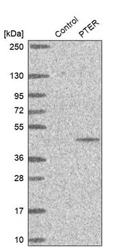 Anti-PTER antibody produced in rabbit Prestige Antibodies&#174; Powered by Atlas Antibodies, affinity isolated antibody, buffered aqueous glycerol solution