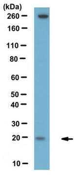 Anti-LCN13 Antibody serum, from rabbit