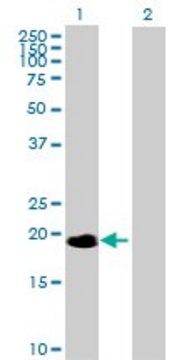 Anti-NME6 antibody produced in mouse purified immunoglobulin, buffered aqueous solution