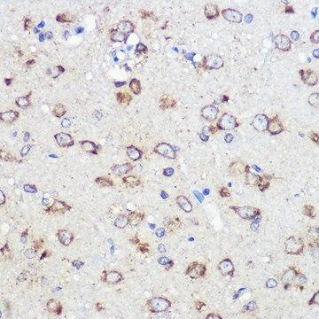 Anti- LRRC59 antibody produced in rabbit