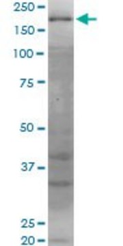 Monoclonal Anti-WRN, (C-terminal) antibody produced in mouse clone 2F7, purified immunoglobulin, buffered aqueous solution