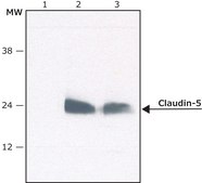 Anti-Claudin-5 (C-terminal) antibody produced in rabbit ~1.0 mg/mL, affinity isolated antibody