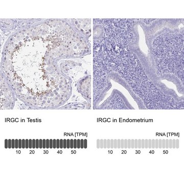 Anti-IRGC antibody produced in rabbit Prestige Antibodies&#174; Powered by Atlas Antibodies, affinity isolated antibody, buffered aqueous glycerol solution