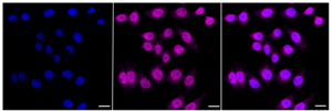 KD-Validated Anti Chromosome 3 open reading frame 38 Antibody, clone 23GB1150, Rabbit Monoclonal clone 23GB1150, recombinant rabbit monoclonal, expressed in HEK293 cells