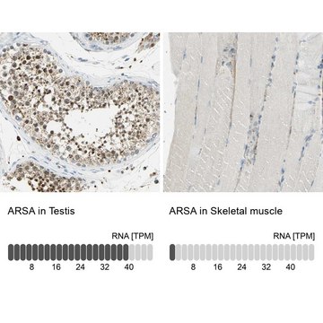 Anti-ARSA antibody produced in rabbit affinity isolated antibody, buffered aqueous glycerol solution