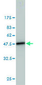Monoclonal Anti-UBE2L3 antibody produced in mouse clone 3B7, purified immunoglobulin, buffered aqueous solution