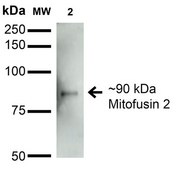 Monoclonal Anti-Lgi1 - Hrp antibody produced in mouse clone S283-7, purified immunoglobulin