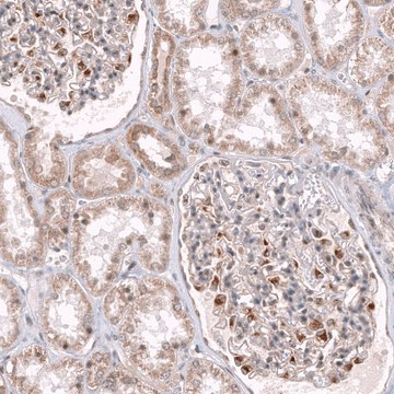 Anti-NELL1 antibody produced in rabbit Prestige Antibodies&#174; Powered by Atlas Antibodies, affinity isolated antibody, buffered aqueous glycerol solution