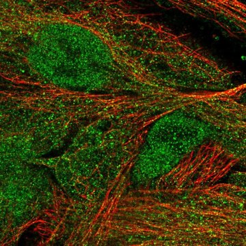 Anti-MASP1 antibody produced in rabbit Ab1, Prestige Antibodies&#174; Powered by Atlas Antibodies, affinity isolated antibody, buffered aqueous glycerol solution