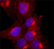 Anti-Granulin (C-terminal) antibody produced in rabbit ~1.0 mg/mL, affinity isolated antibody