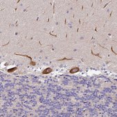 Anti-PARD6A antibody produced in rabbit Prestige Antibodies® Powered by Atlas Antibodies, affinity isolated antibody, buffered aqueous glycerol solution