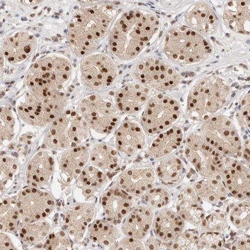 Anti-RFC3 antibody produced in rabbit Prestige Antibodies&#174; Powered by Atlas Antibodies, affinity isolated antibody, buffered aqueous glycerol solution