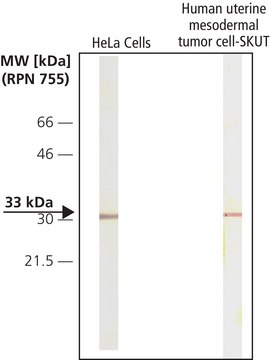 Monoclonal Anti-Cdk4 antibody produced in mouse clone DCS-31, ascites fluid