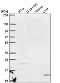 Anti-UCN2 antibody produced in rabbit Prestige Antibodies® Powered by Atlas Antibodies, affinity isolated antibody