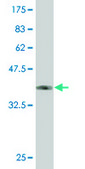 Monoclonal Anti-ZNF213 antibody produced in mouse clone 3D3, purified immunoglobulin, buffered aqueous solution