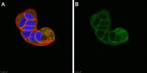 Anti-TSG101 Antibody, clone 2H18 ZooMAb® Rabbit Monoclonal recombinant, expressed in HEK 293 cells
