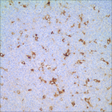 Lysozyme Rabbit Polyclonal Antibody