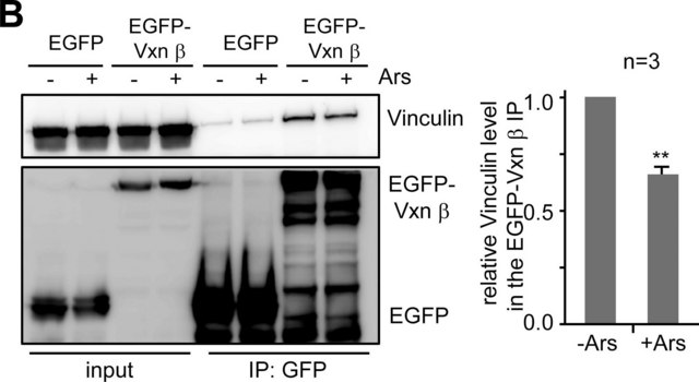 抗 纽蛋白抗体，小鼠单克隆 clone hVIN-1, purified from hybridoma cell culture