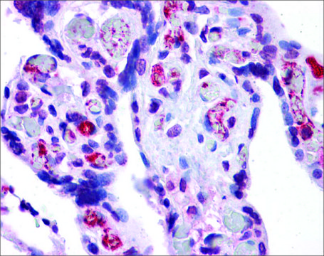 Anti-AIFM2 antibody produced in rabbit affinity isolated antibody