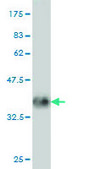 Monoclonal Anti-PNMA1 antibody produced in mouse clone 4G6, purified immunoglobulin, buffered aqueous solution